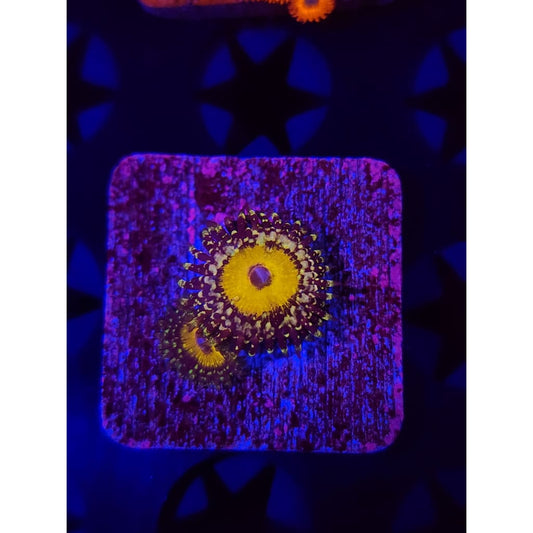 god beast Zoanthid Frag WYSIWYG!