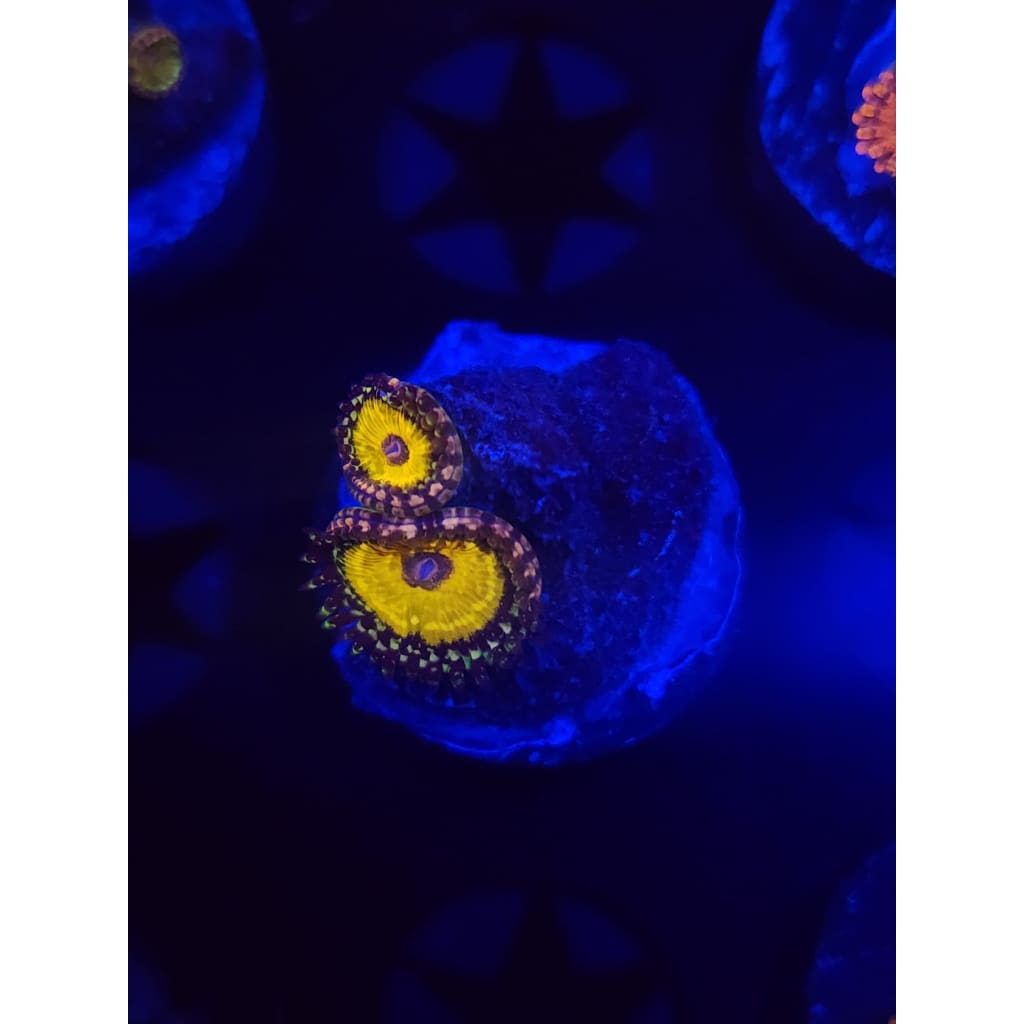 god beast Zoanthid Frag WYSIWYG!