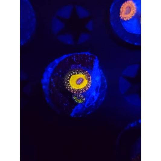 god beast Zoanthid Frag WYSIWYG!