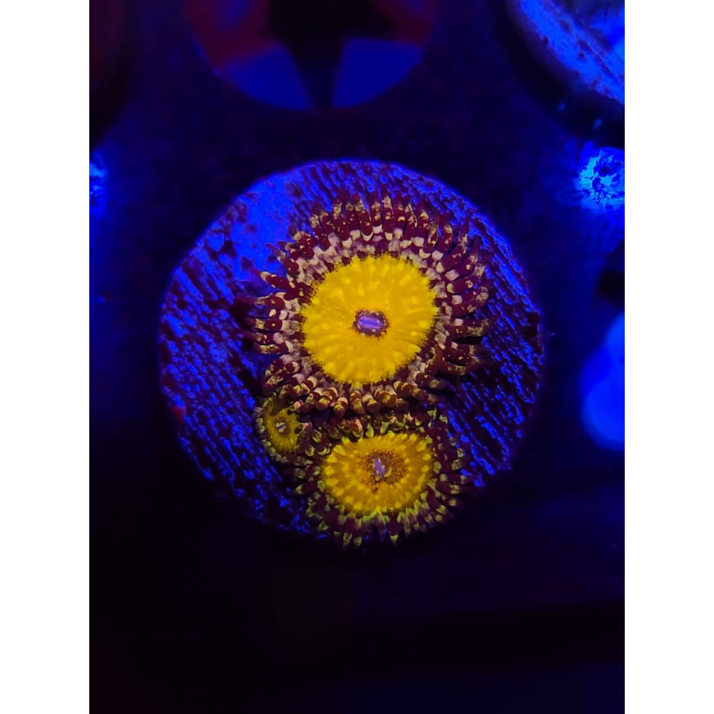 Godbeast Zoanthid Frag WYSIWYG!