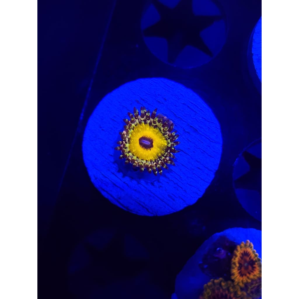 Godbeast Zoanthid Frag WYSIWYG!