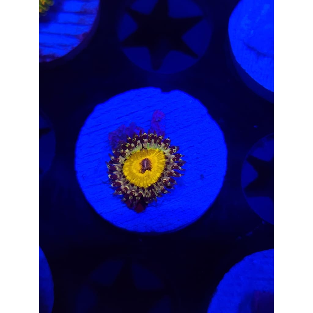 Godbeast Zoanthid Frag WYSIWYG!