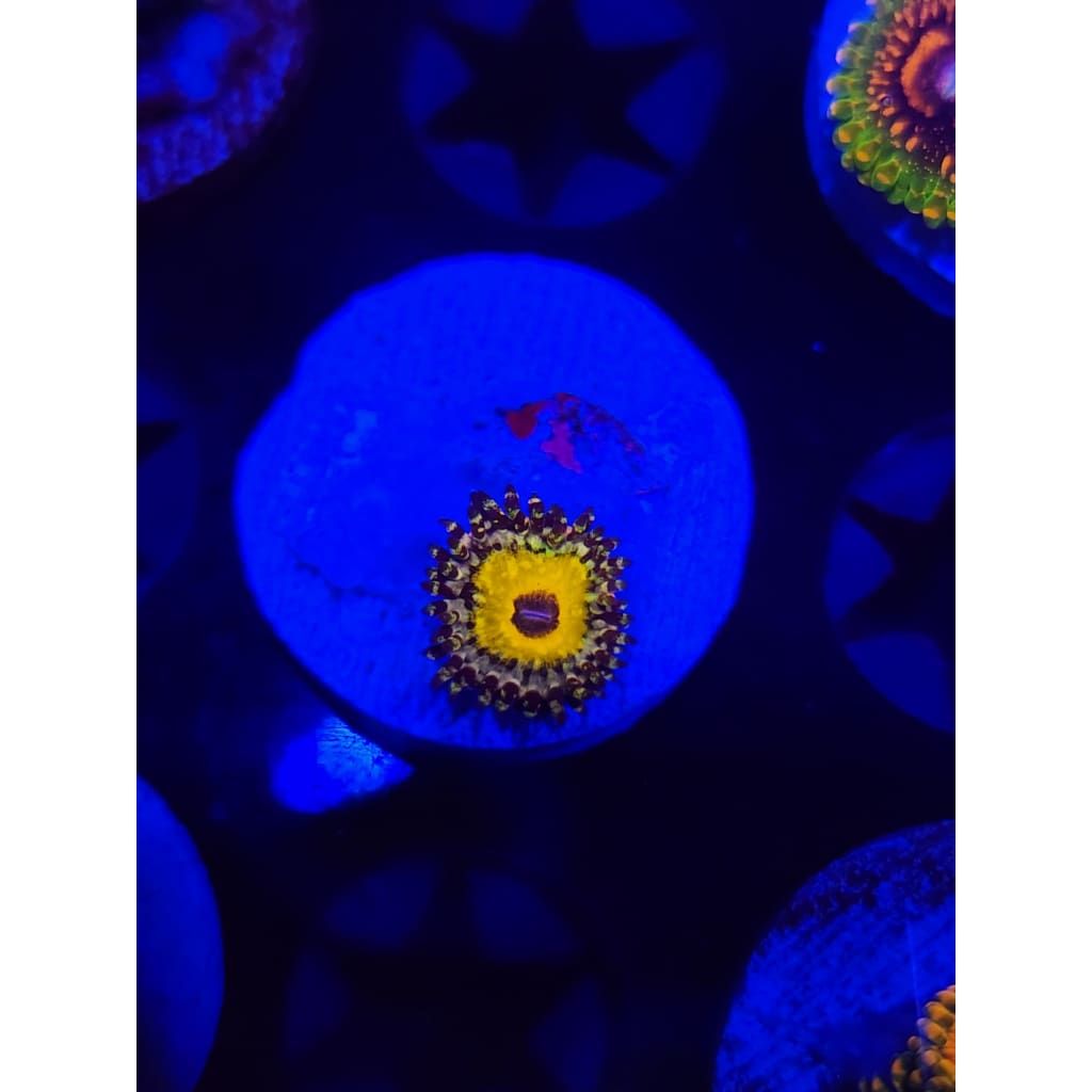 Godbeast Zoanthid Frag WYSIWYG!