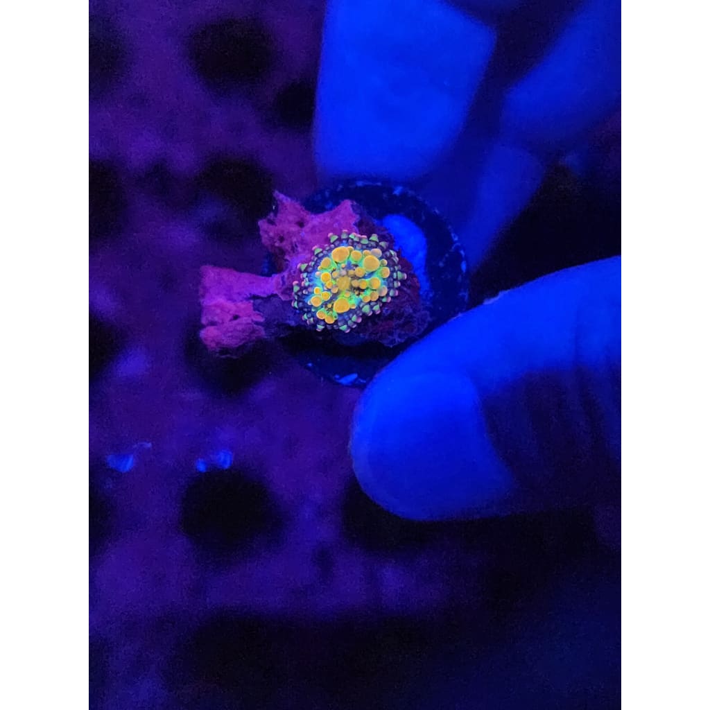 Godzilla Bounce Mushroom WYSIWYG!