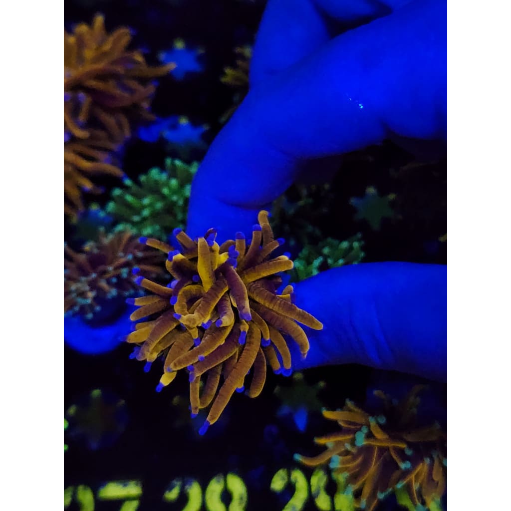 Gold Torch Coral WYSIWYG!