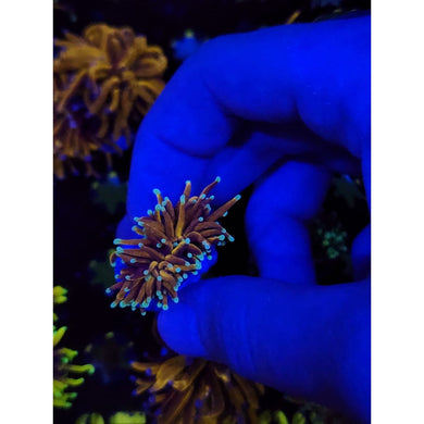 Gold Torch Coral WYSIWYG!