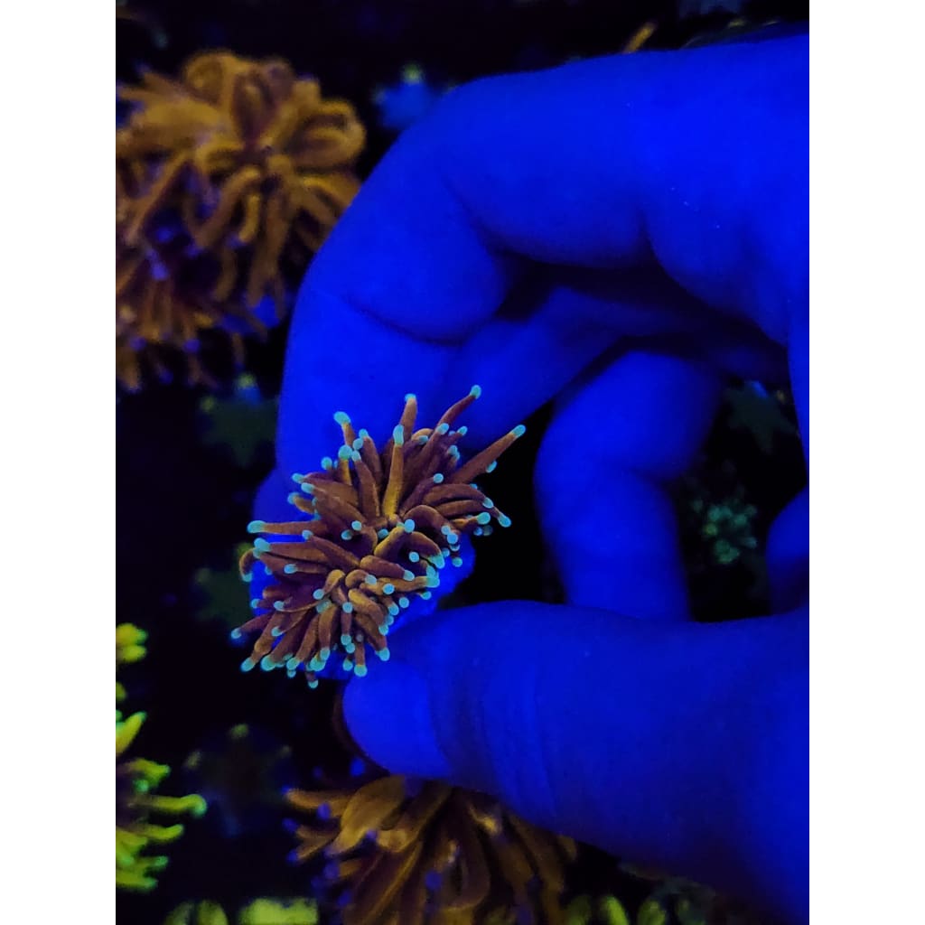 Gold Torch Coral WYSIWYG!