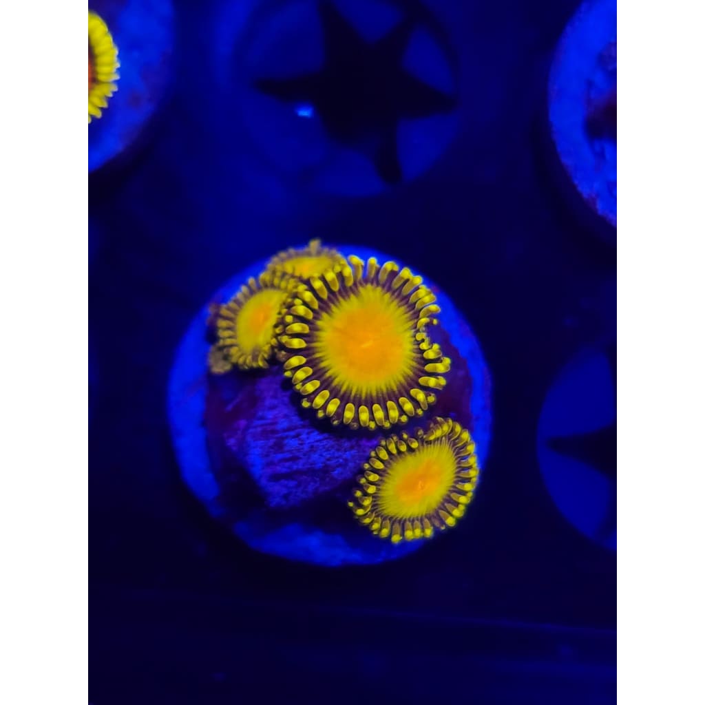 Golden gods Zoanthid Frag WYSIWYG!