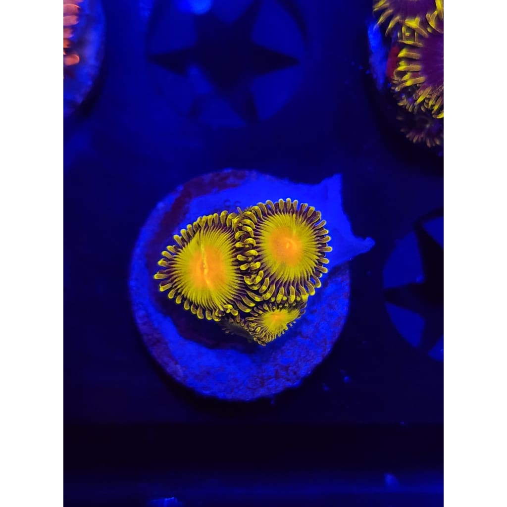 Golden gods Zoanthid Frag WYSIWYG!