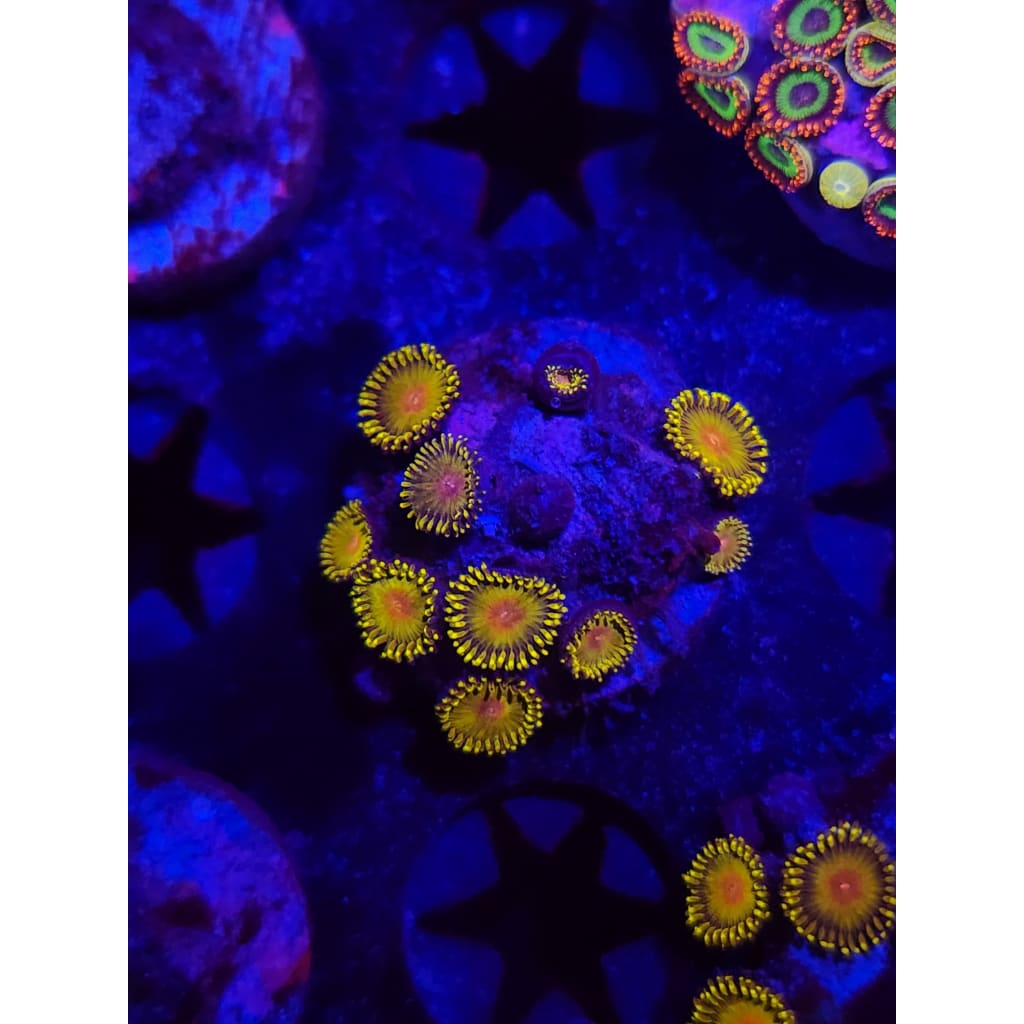 Golden gods Zoanthid Frag WYSIWYG!
