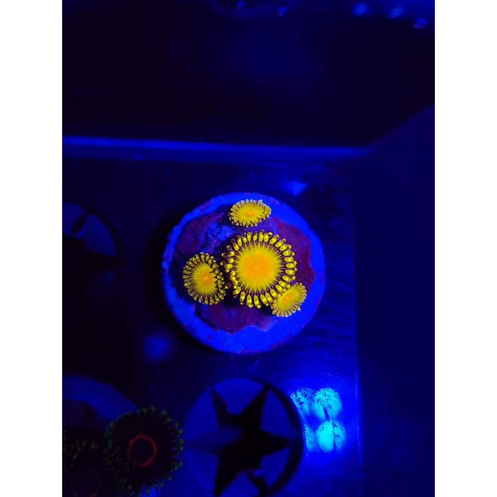 Golden gods Zoanthid Frag WYSIWYG!