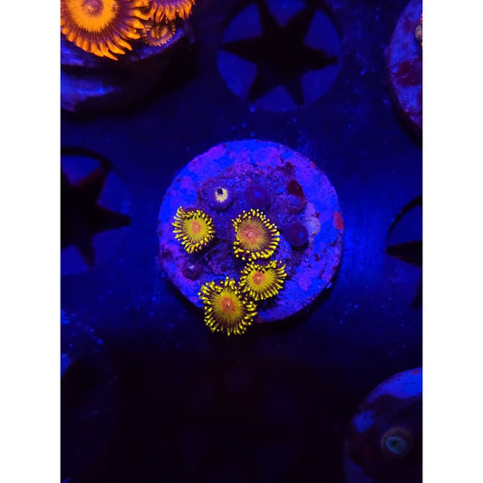 Golden gods Zoanthid Frag WYSIWYG!