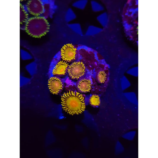 Golden gods Zoanthid Frag WYSIWYG!