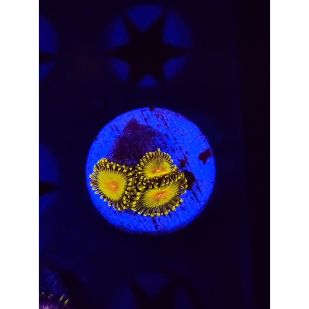 Golden Gods Zoanthid Frag WYSIYWG!