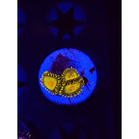 Golden Gods Zoanthid Frag WYSIYWG!