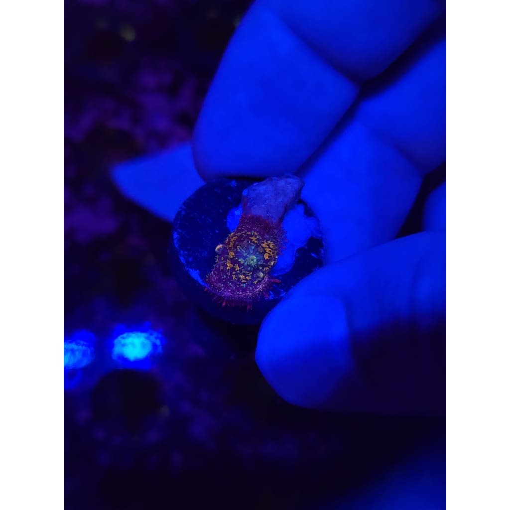 Gonzo’s Golden Dragon Bounce Mushroom WYSIWYG!