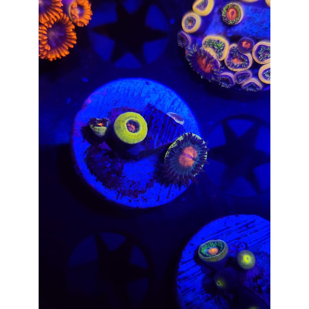 Gorilla Nipple Zoanthid Frag WYSIWYG!