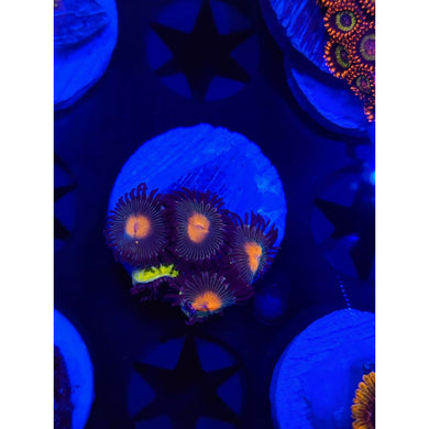 Gorilla Nipple Zoanthid Frag WYSIWYG!