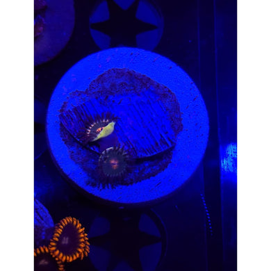 Gorilla Nipple Zoanthid Frag WYSIWYG!