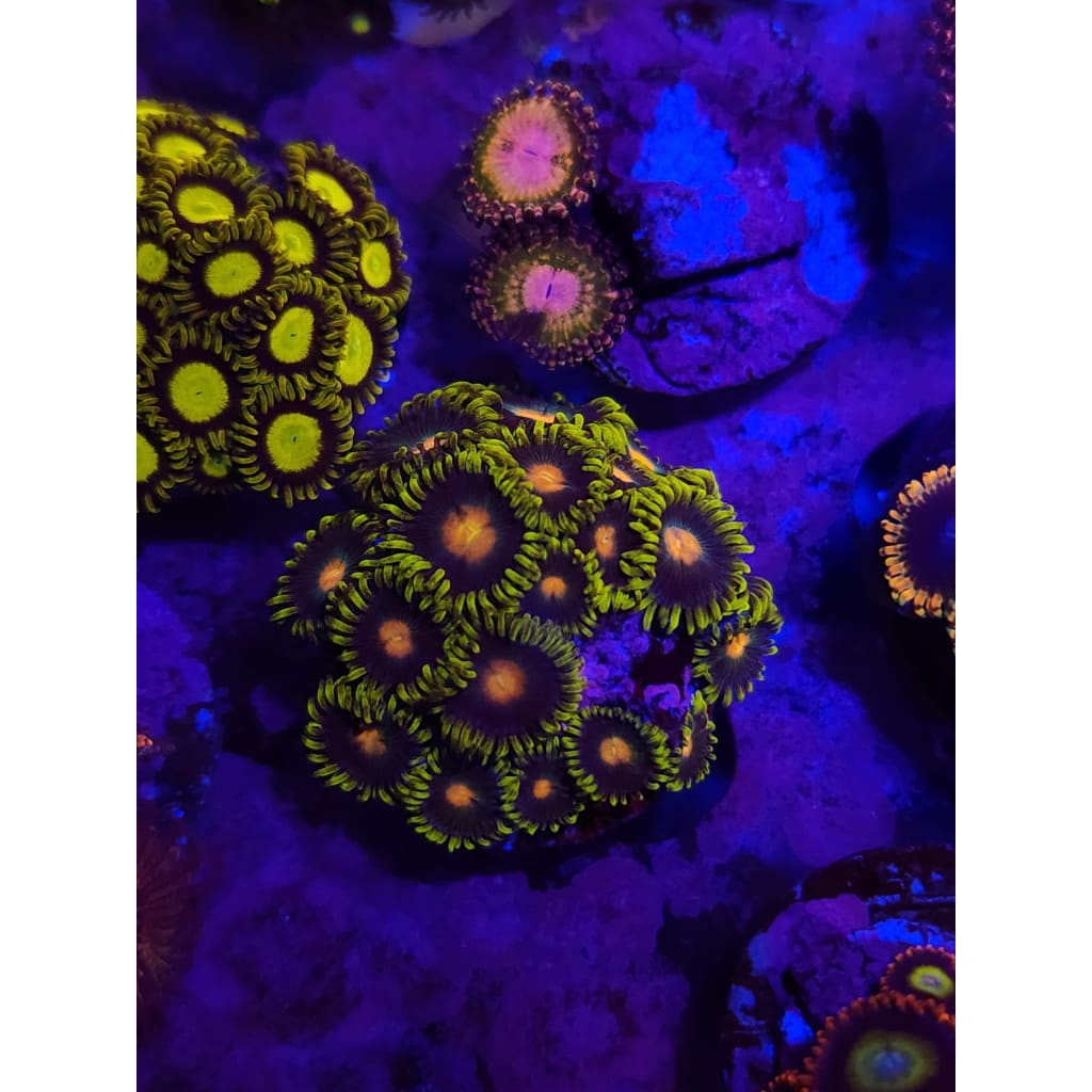 Gorilla Nipple Zoanthid Frag WYSIWYG!