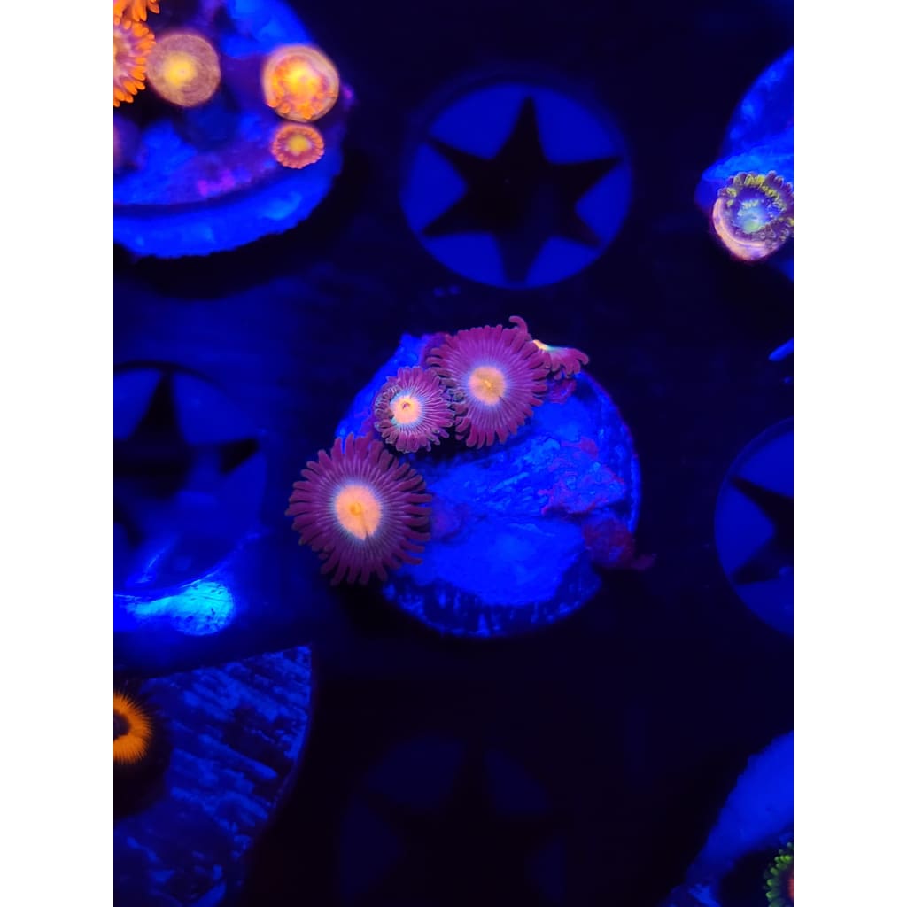 Gorilla Nipples Zoanthid Frag WYSIWYG!