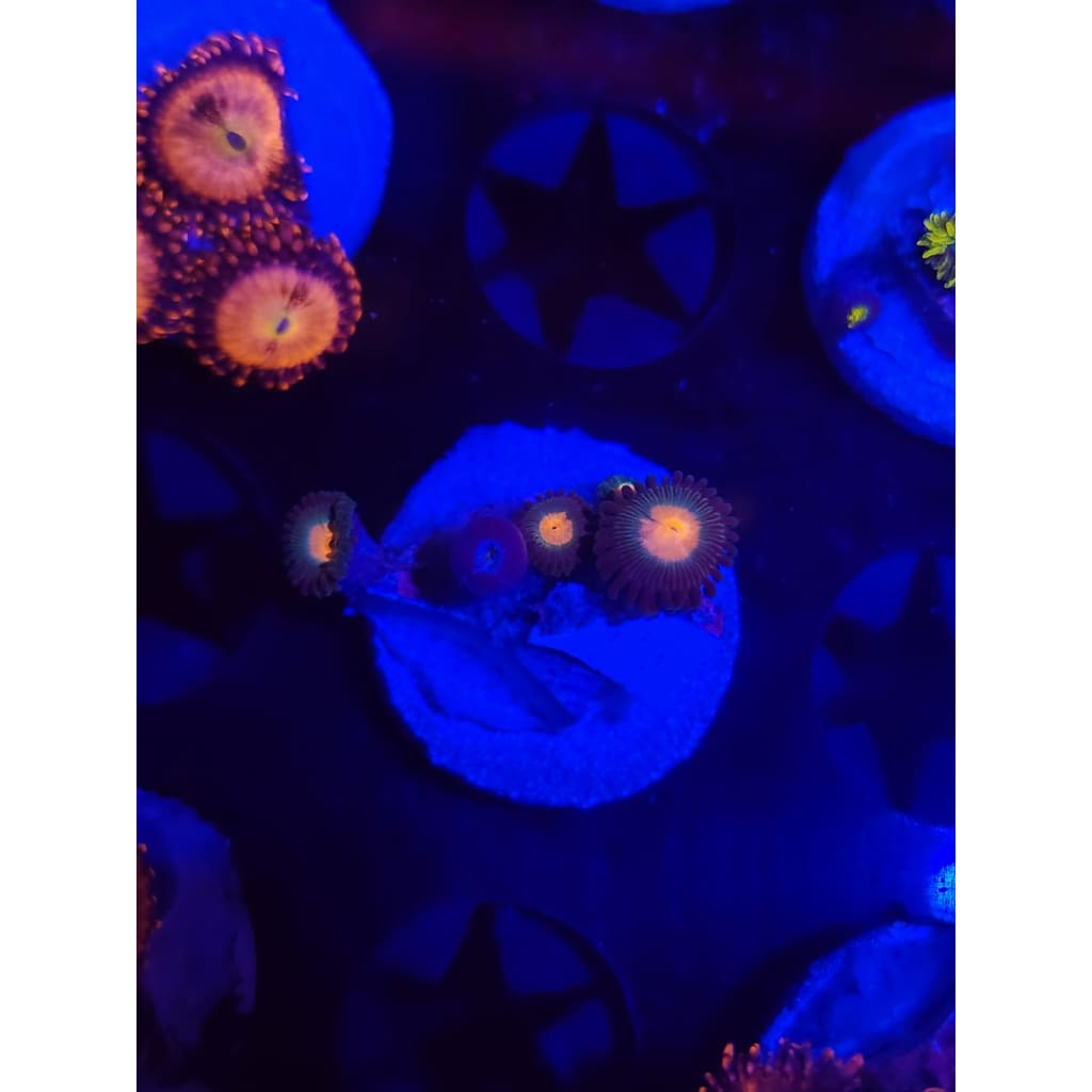 Gorilla Nipples Zoanthid Frag WYSIWYG!