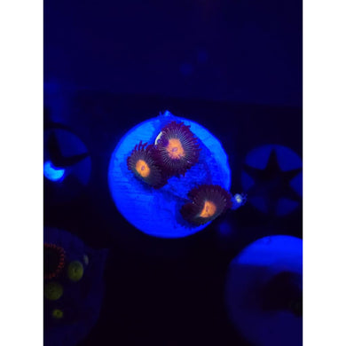 Gorilla Nipples Zoanthid Frag WYSIWYG!
