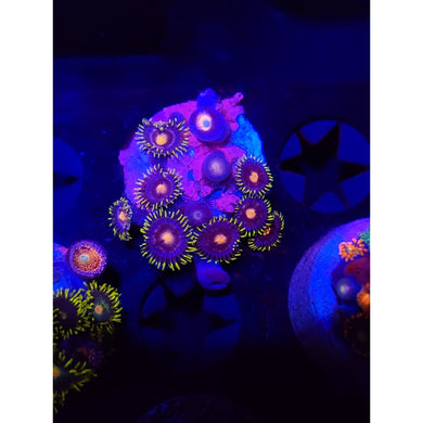 Gorilla Nipples Zoanthid Frag WYSIWYG!