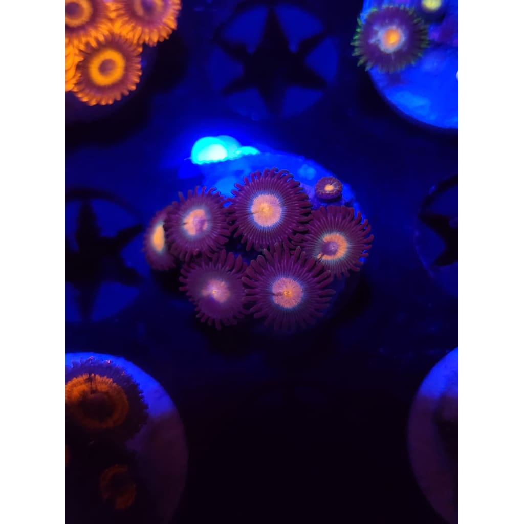 Gorilla Nipples Zoanthid Frag WYSIWYG!