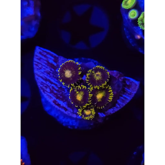 Gorilla Nipples Zoanthid Frag WYSIWYG!