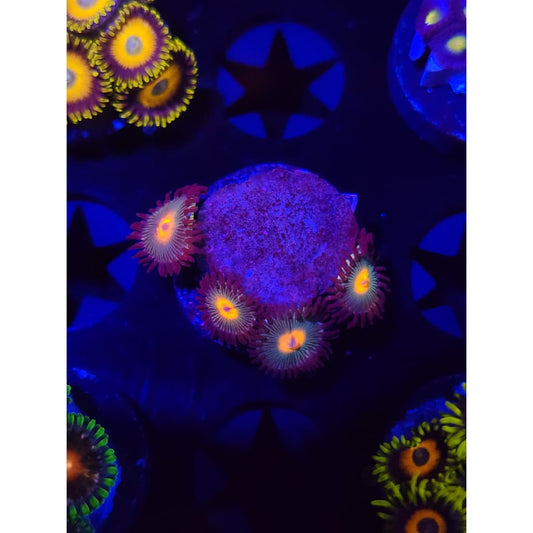 Gorilla Nipples Zoanthid Frag WYSIWYG!