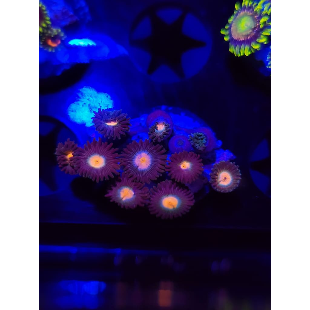 Gorilla Nipples Zoanthid Frag WYSIWYG!