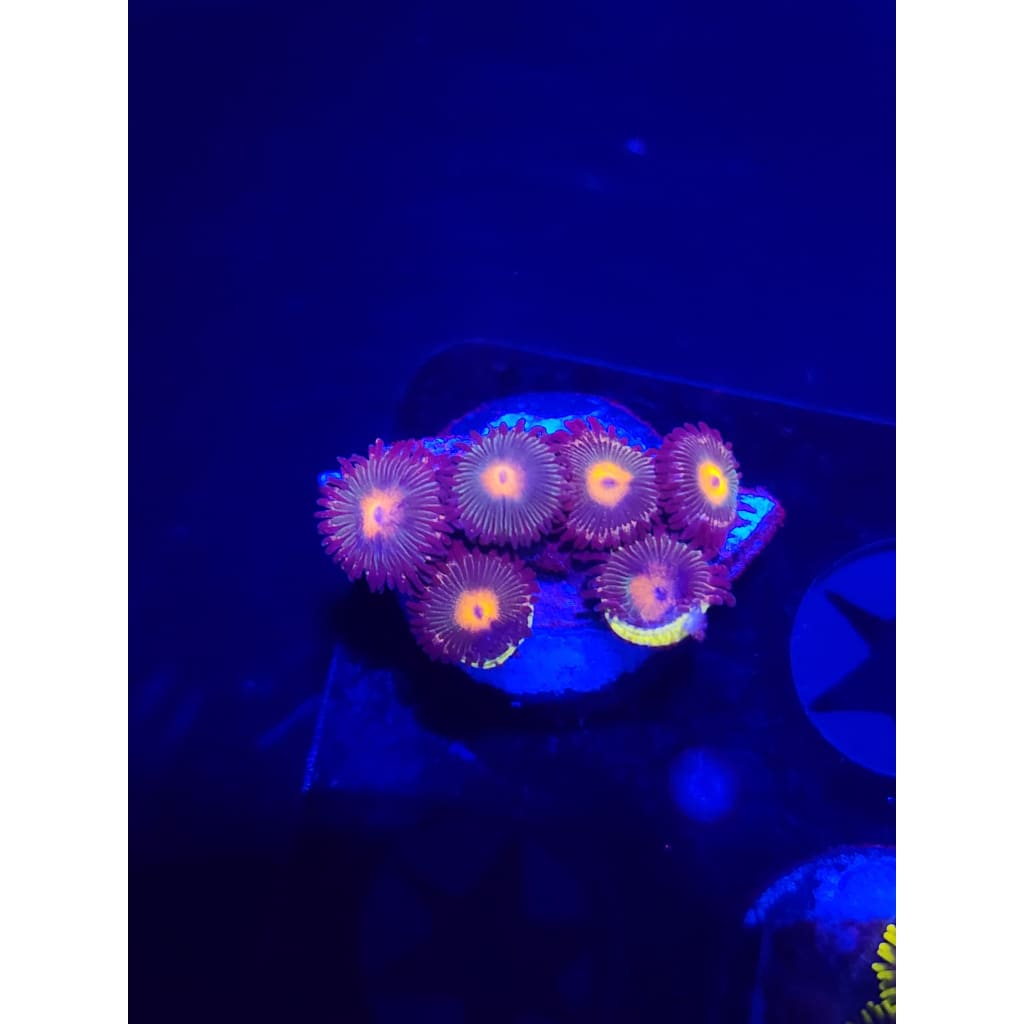 Gorilla Nipples Zoanthid Frag WYSIWYG!