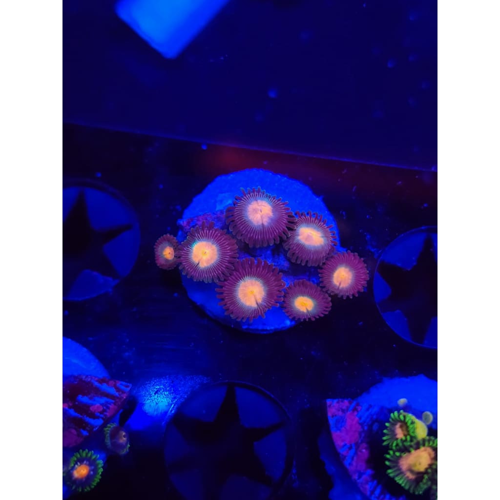 Gorilla Nipples Zoanthid Frag WYSIWYG!