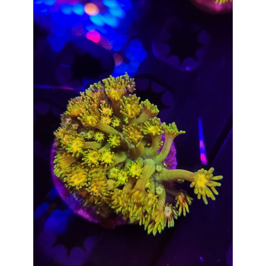 Grand Master Goni Mini Colony WYSIWYG!