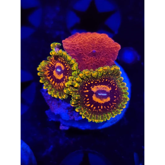 Grand Master Krak Combo Zoanthid Frag WYSIWYG!