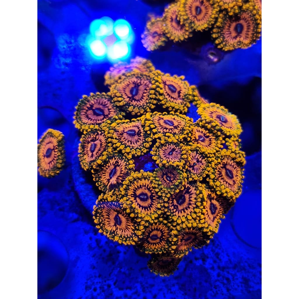Grand Master Krak Zoanthid Colony WYSIWYG!