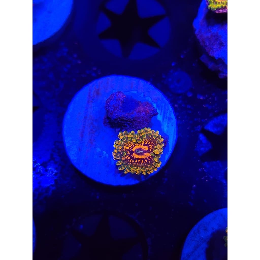 Grand Master Krak Zoanthid Frag WYSIWYG!