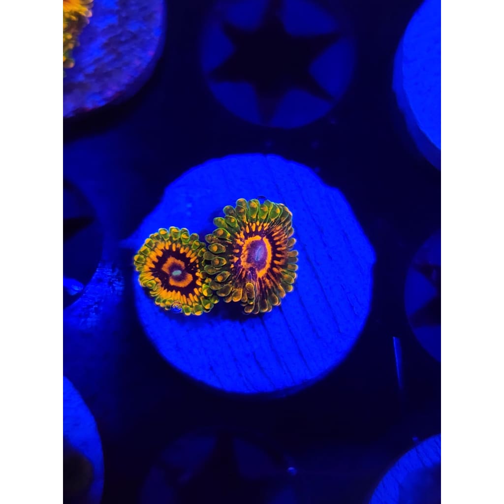 Grand Master Krak Zoanthid Frag WYSIWYG!