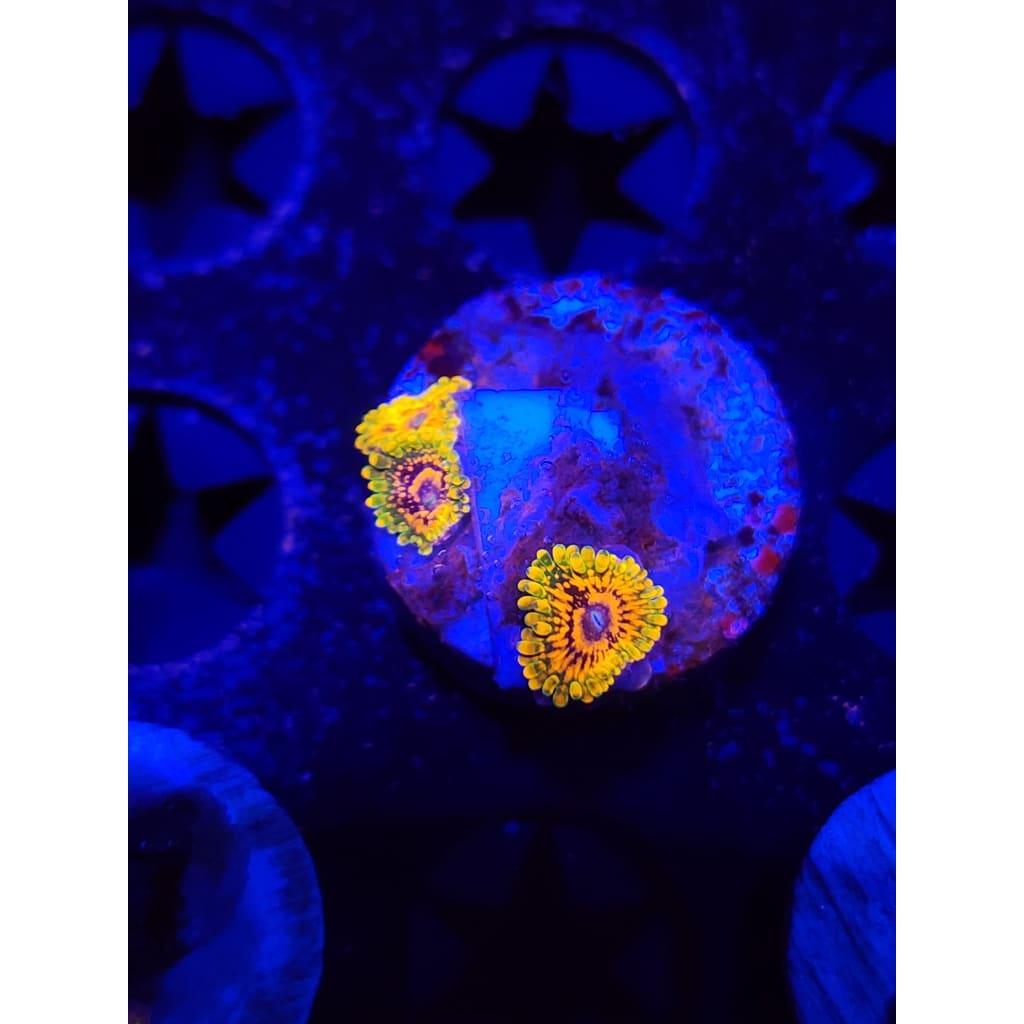 Grand Master Krak Zoanthid Frag WYSIWYG!