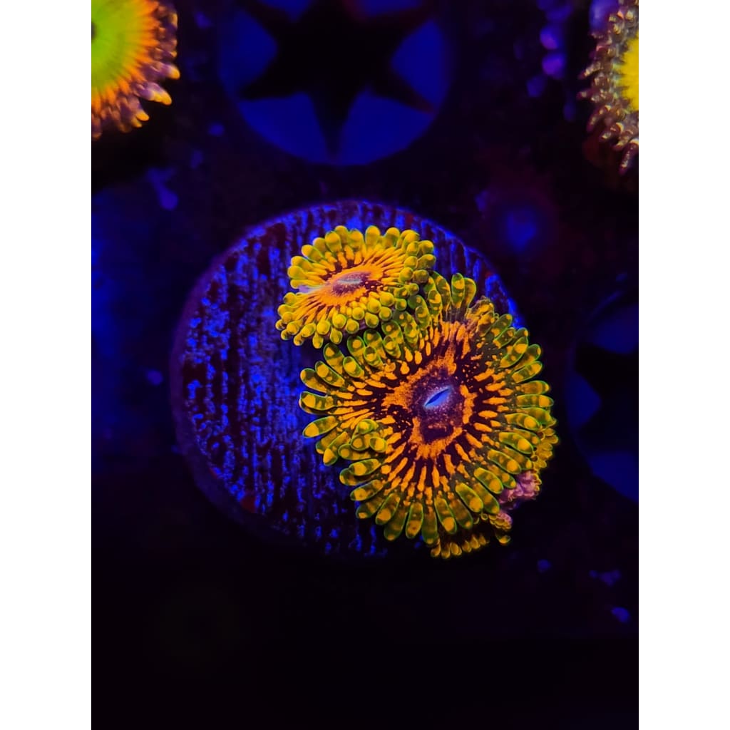 Grand Master Krak Zoanthid Frag WYSIWYG!