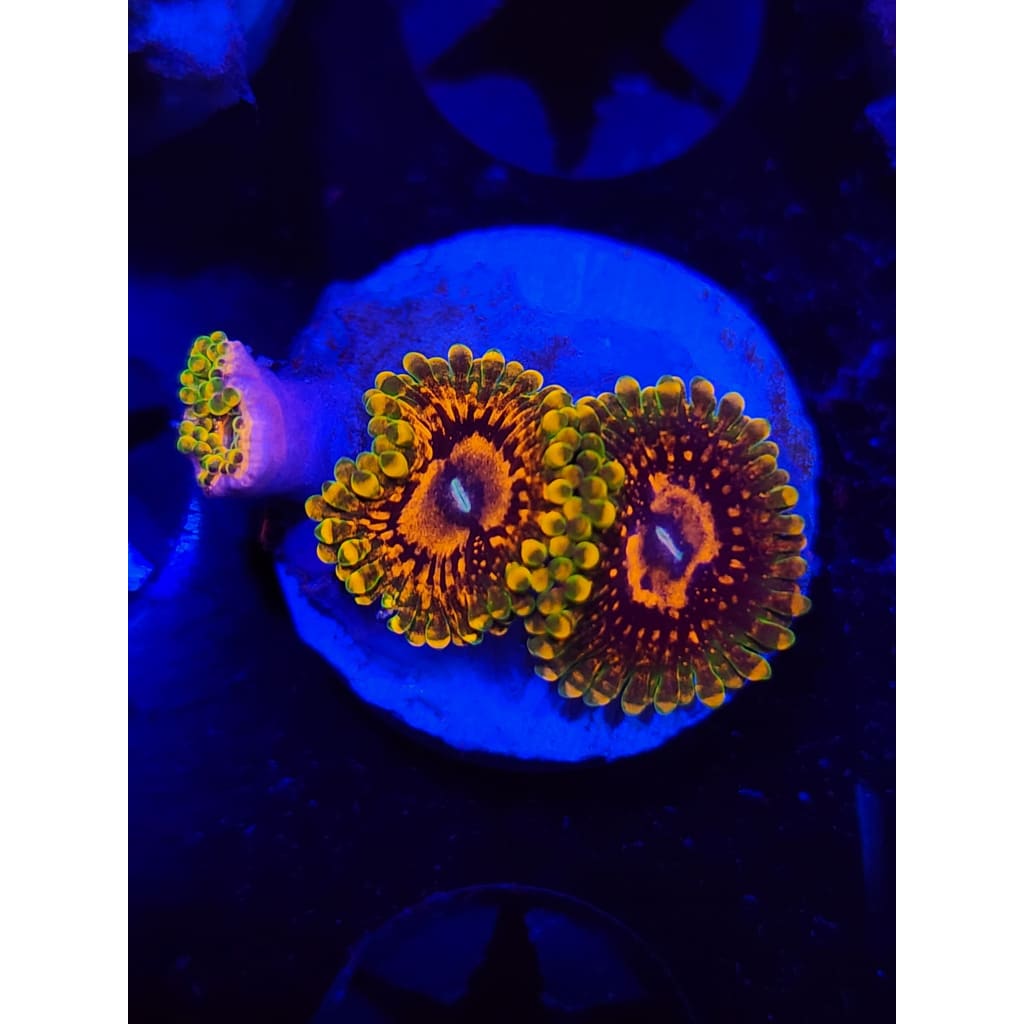 Grand Master Krak Zoanthid Frag WYSIWYG!