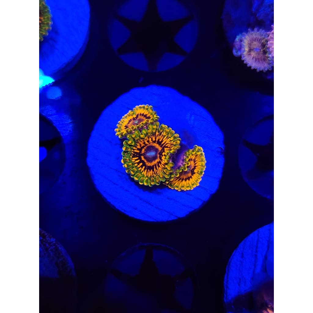 Grand Master Krak Zoanthid Frag WYSIWYG!