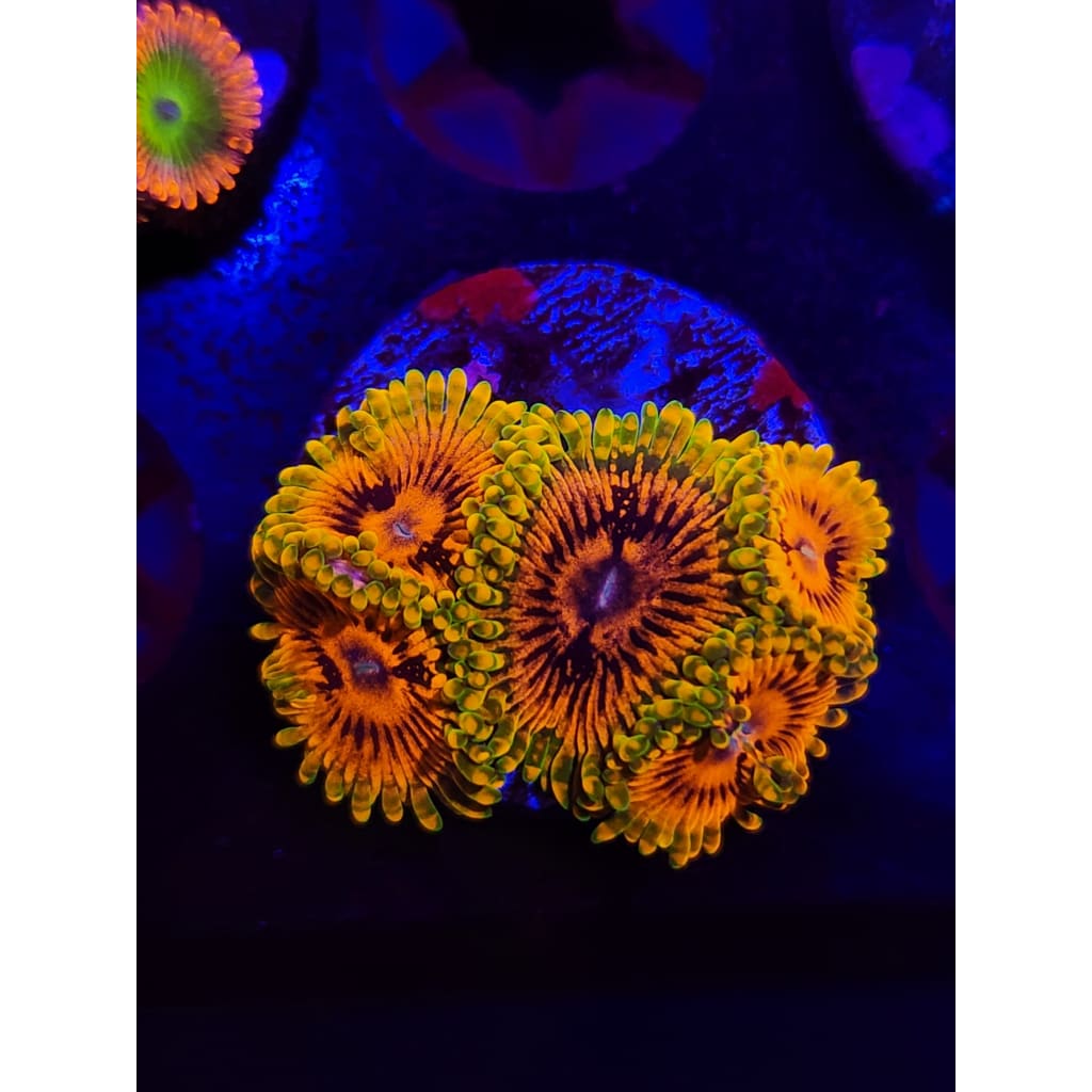 Grand Master Krak Zoanthid Frag WYSIWYG!