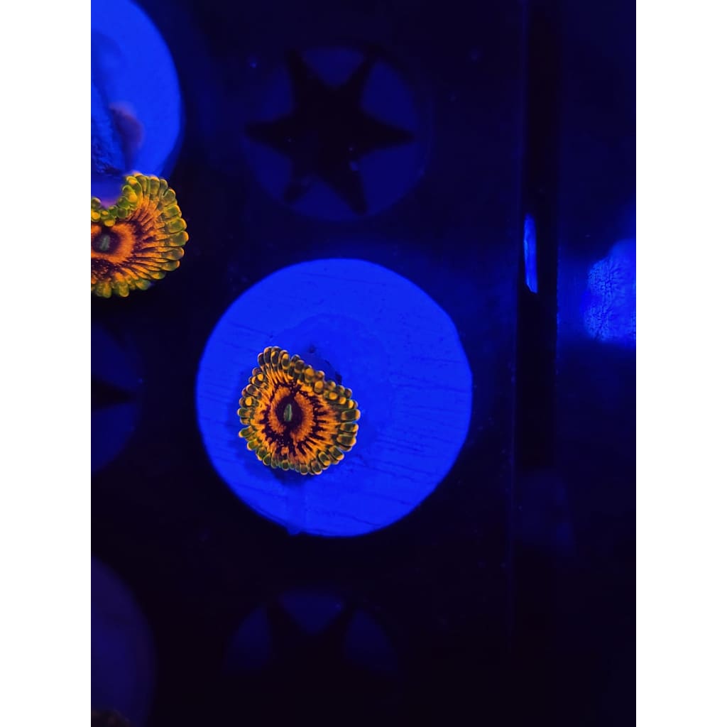 Grand Master Krak Zoanthid Frag WYSIWYG!