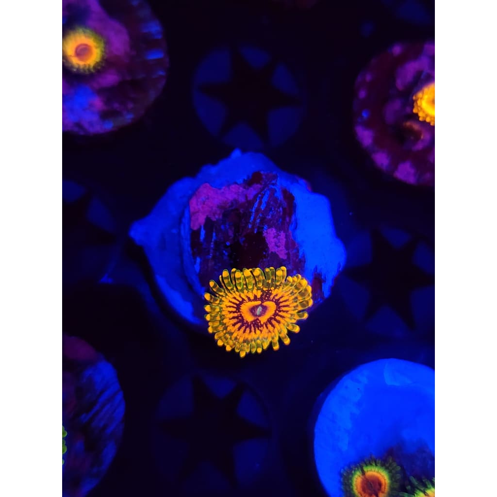 Grand Master Krak Zoanthid Frag WYSIWYG!