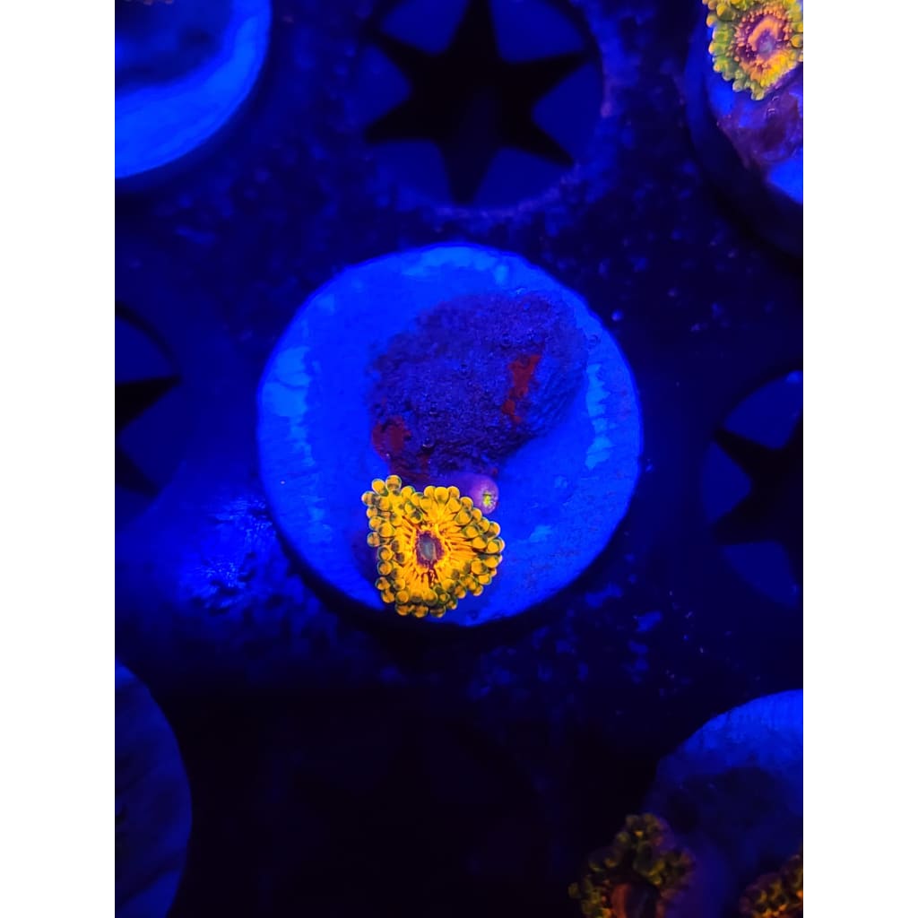 Grand Master Krak Zoanthid Frag WYSIWYG!