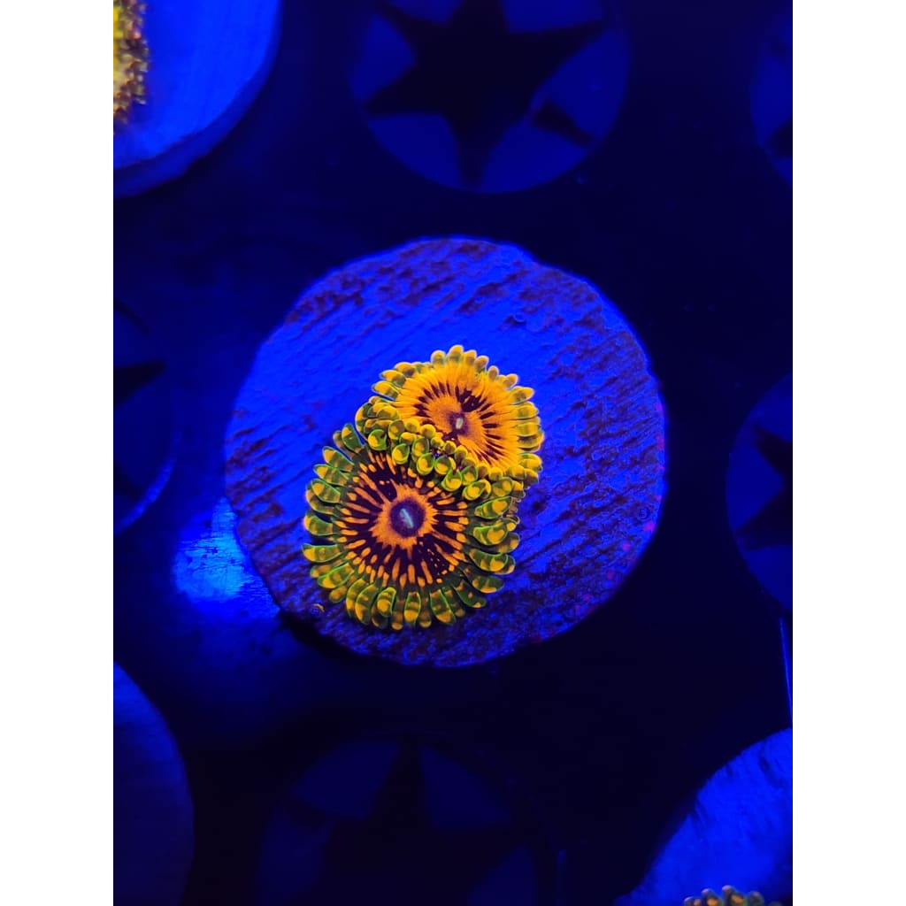 Grand Master Krak Zoanthid Frag WYSIWYG!