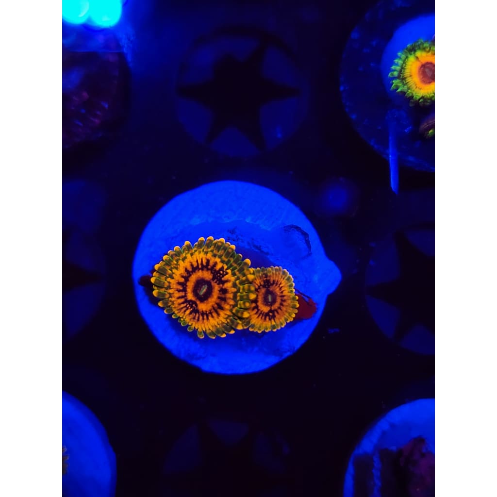 Grand Master Krak Zoanthid Frag WYSIWYG!