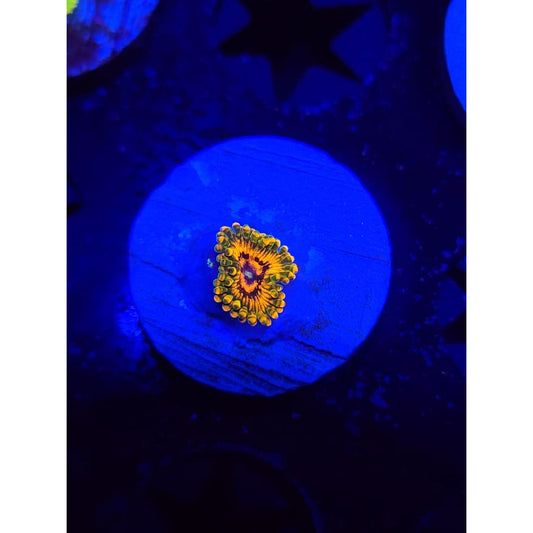 Grand Master Krak Zoanthid Frag WYSIWYG!